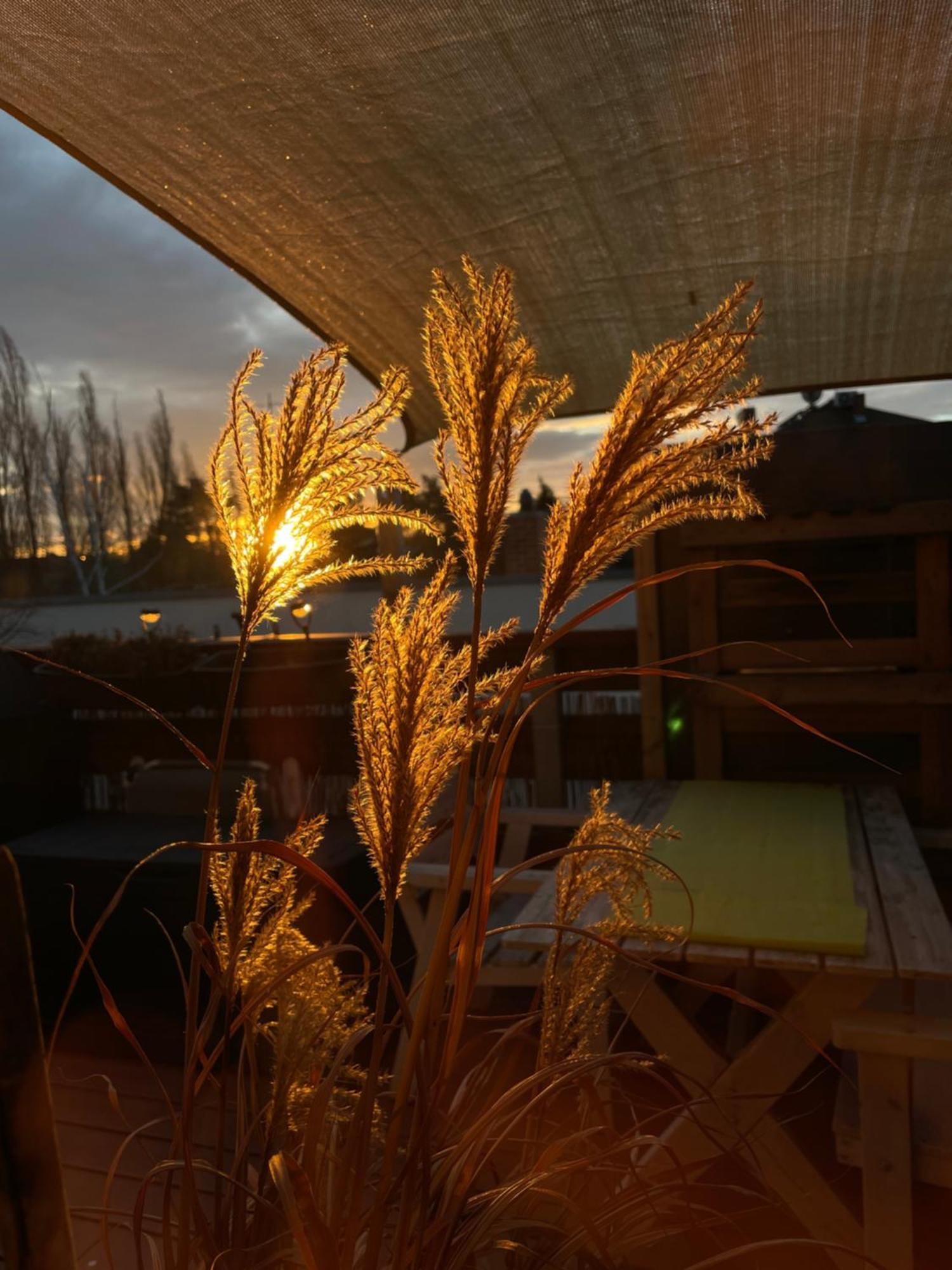 Bambus, Jungle, Dachterrasse & Bequem Bis Zentrum Radebeul Bagian luar foto